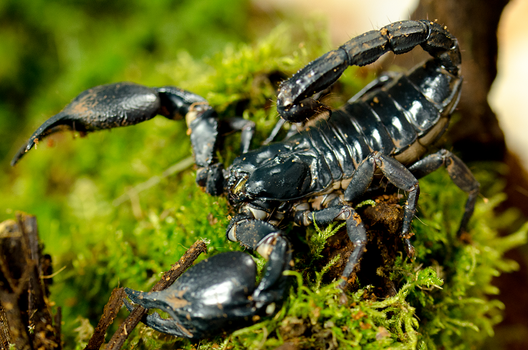 HETEROMETRUS PETERSI SKORPIJA